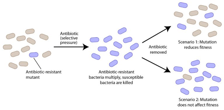 Effect of antibiotics on bacterial populations