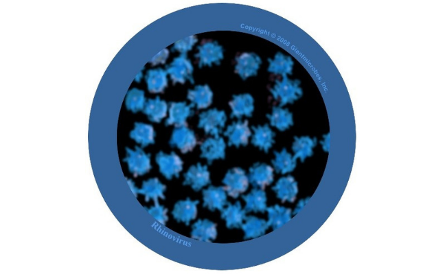Close up image of Rhinovirus (the common cold)