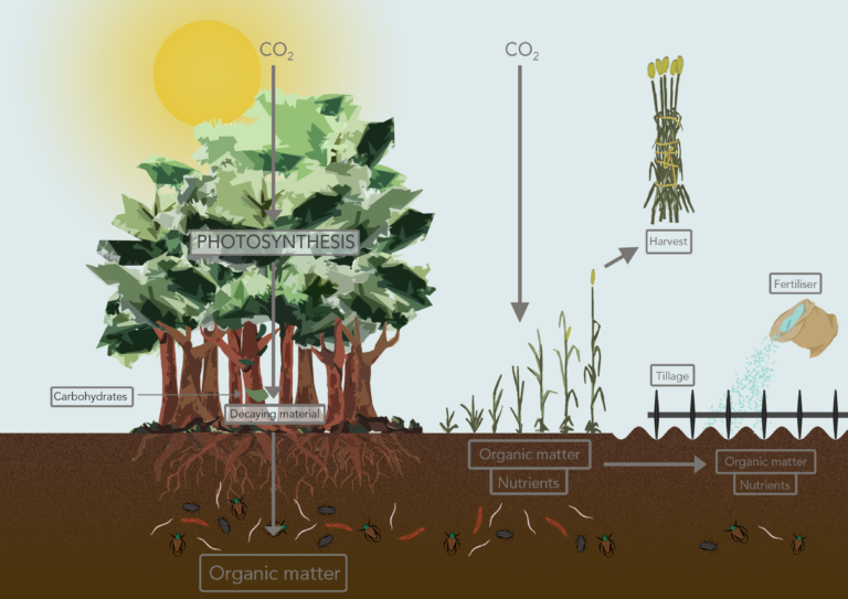 This image provides a summary of the information in the preceding paragraph. It shows plants growing in the soil in full leaf with roots extending down into the soil surrounded by decaying material, organic matter which provide nutrients. Above the soil the plant is exposed to sunlight and the diagram includes arrows to show the plant absorbing carbon dioxide from the atmosphere. It also shows plants being harvested and the ground being fertilised.