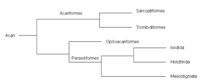 Figure 1: This diagram shows the general phylogeny of the subclass Acari. This takes the form of a phylogenetic tree. The first arm extending from Acari is the superorder Acariformes, which are further split into the orders Sarcoptiformes and Trombidiformes. The second arm extending from the Acari is split into two; the stand-alone order Opilioacariformes and superorder Parasitiformes. The Parasitiformes are further split into the stand-alone order Mesostigmata and the two orders Ixodida and Holothrida.