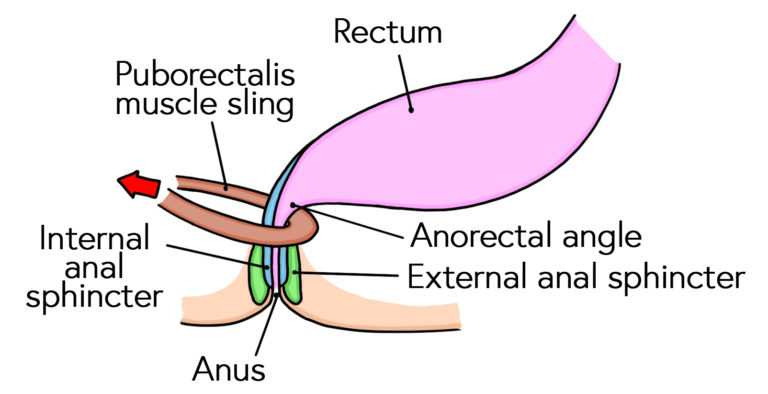 Anal sphincter mechanism when the rectum is empty