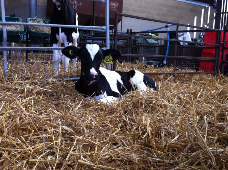 A photo of a calf laying down on straw