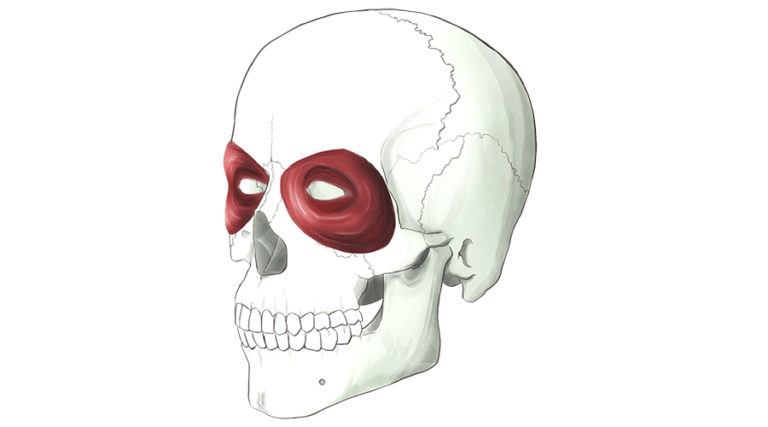 Orbicularis Oculi. A sphincter muscle that surrounds the eye.