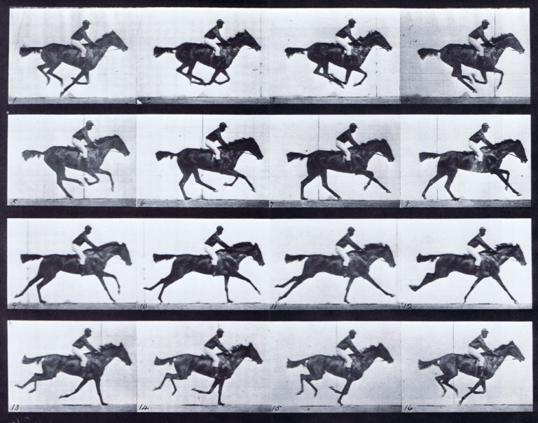 Muybridge Horse Image