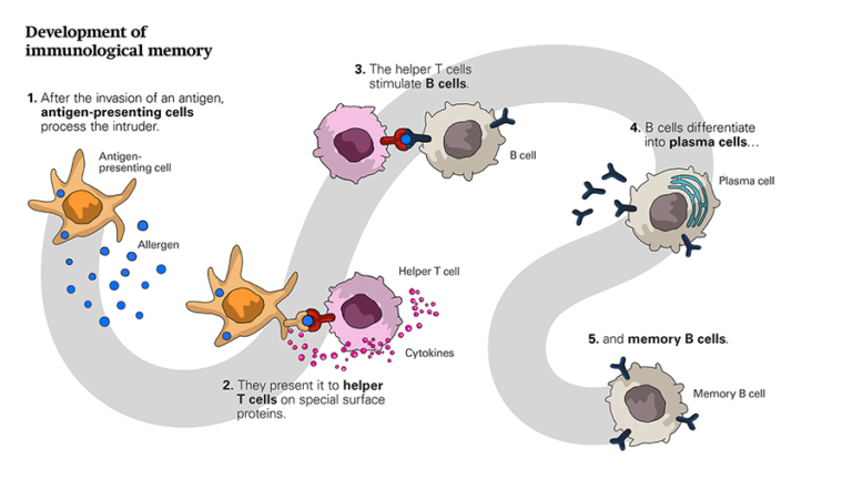 Illustration depicting how immunological memory is established. First, antigens are taken up by dendritic cells. The antigens presented by dendritic cells are then recognized by T cells, which, upon their activation, become so-called helper T cells. Meanwhile, B cells pick up the antigen and process it. Once processed, the antigen is presented on the surface of the B cell. The helper T cells bind to the antigen and then release cytokines that stimulate the B cells. Once stimulated, B cells undergo proliferation and differentiation in antibody-producing plasma cells and memory B cells. The memory B cells remain in the immune organs and elicit a new immune reaction at a subsequent allergen exposure.