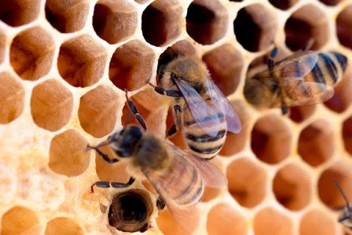 Image of bee on honeycomb