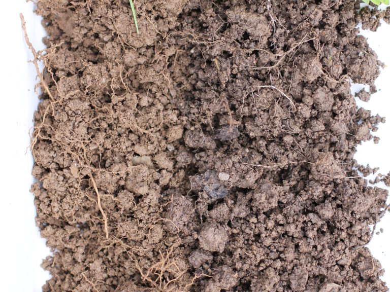 A photo of two different soils side by side. The one on the left is much lighter in colour.