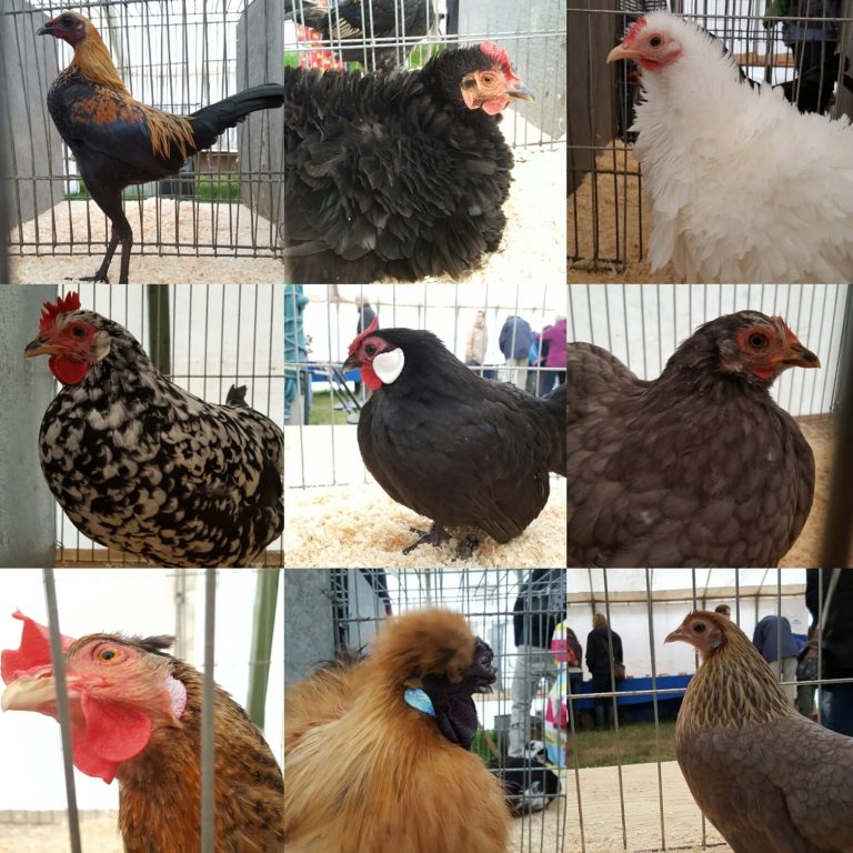 A collage of different types of chickens