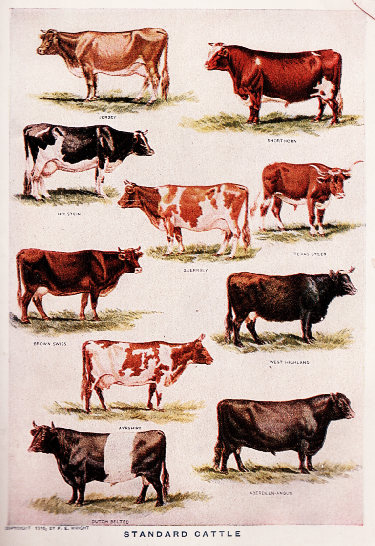 Vintage poster showing 10 breeds of cattle ranging in colouring from white, through brown and black and displaying different body shapes.