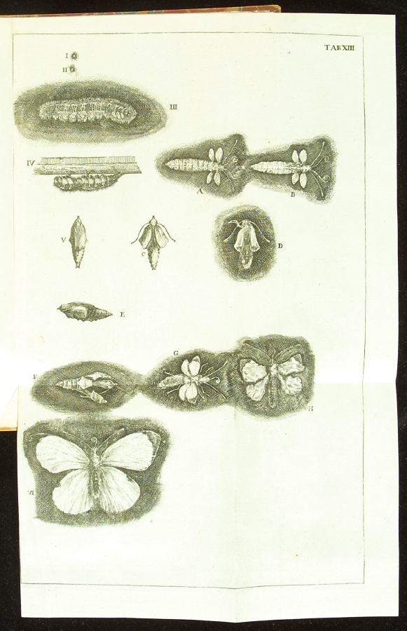 From caterpillar to butterfly, as illustrated in Swammerdam's *Historia insectorum* of 1669