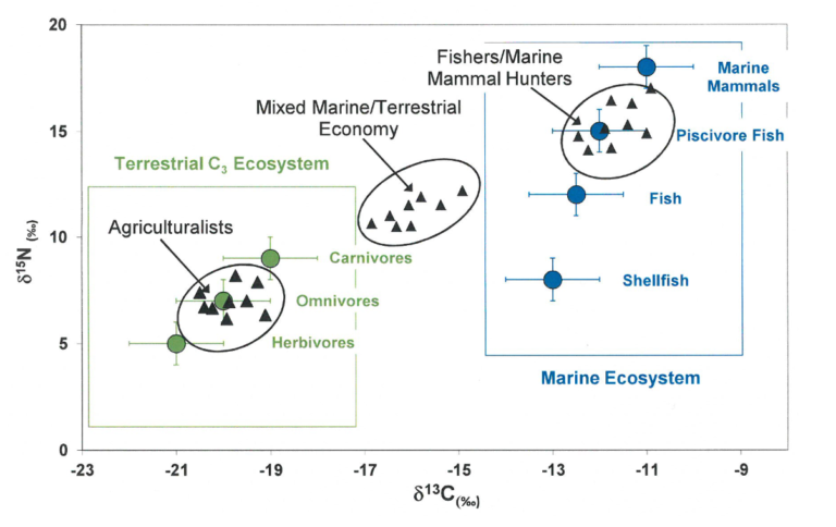 A graph showing isotopic ratio. The y axis measures the increasing concentration of nitrogen and the x-axis measures increasing concentration of carbon. The graph illustrates the nitrogen to carbon ratio for 3 Neolithic populations including Agriculturalists, Mixed Marine/Terrestrial Economy and Fishers/Marine Mammal Hunters. The isotopic ratio for Agriculturalists shows high nitrogen to low carbon. Whereas Fishers/Marine Mammal Hunters show high nitrogen to high carbon. Mixed Marine/Terrestrial Economy positions itself between the other 2 Neolithic populations. Grouped in Agriculturalists are carnivores, Omnivores and herbivores. Grouped in Fishers/Marine Mammal Hunters are marine mammals, piscivore fish, fish shellfish.