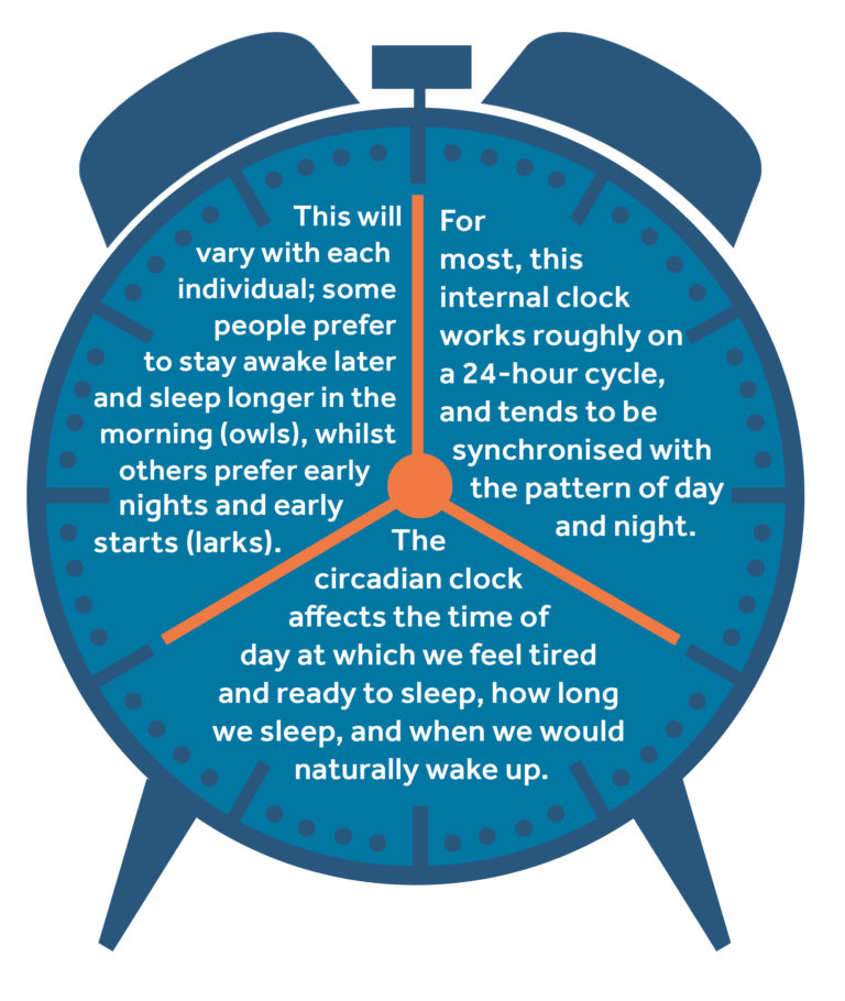 - For most, this internal clock works on a roughly, 24-hour cycle and tends to be synchronised with the pattern of day and night. - The circadian clock affects the time of day at which we feel tired and ready to sleep, how long we sleep, and when we would naturally wake up. - There is individual variation; some of us prefer to stay awake later and sleep longer in the morning (owls) whilst others prefer an early night and an early start (larks).