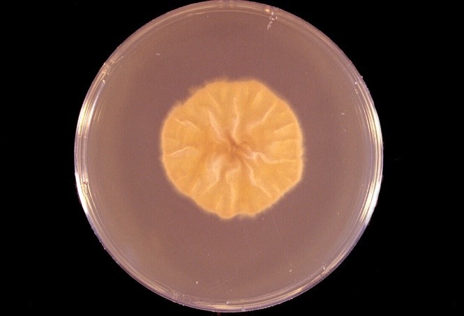Trichophyton verrucosum on agar plate