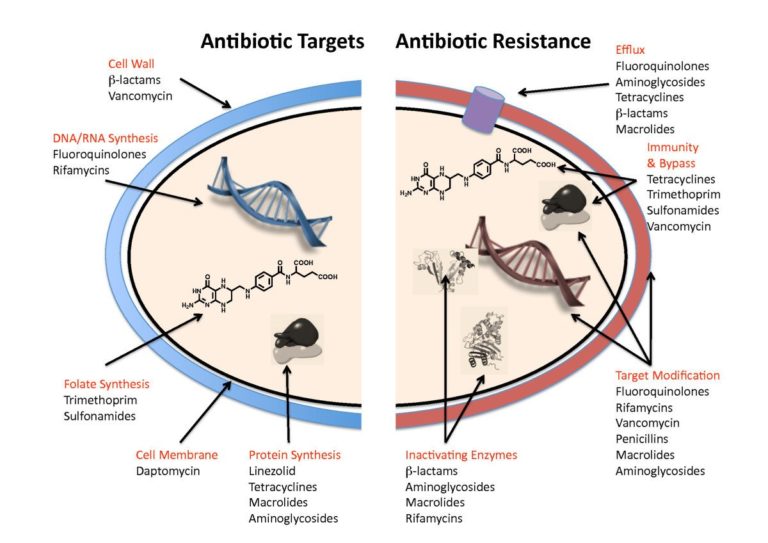 Exposing the Antimicrobial Bacteria Facts - Does It Really Work?