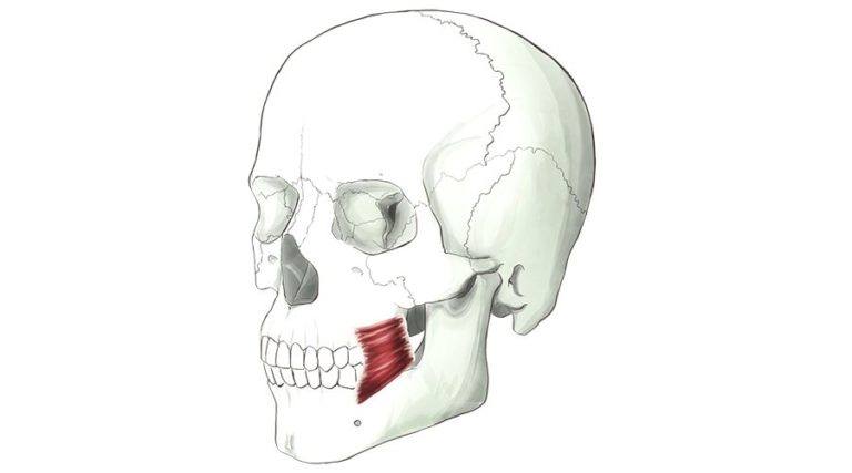 Buccinator. A thin muscle located on the inside of the cheek