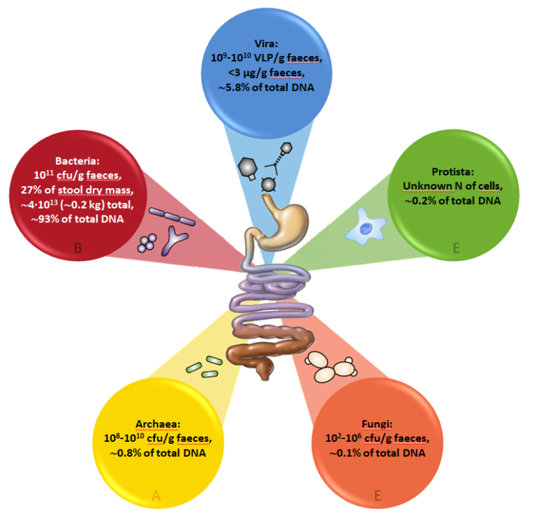 Figure 1. Main Taxonomic groups of the human gut microbiota and the Domain/Kingdom Level