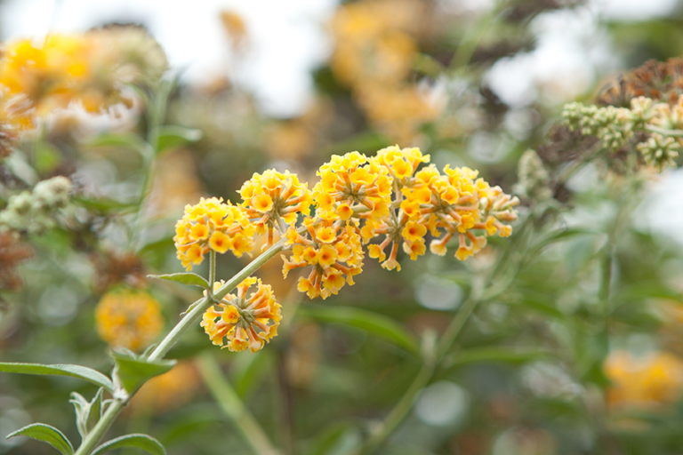 Buddleja x weyeriana