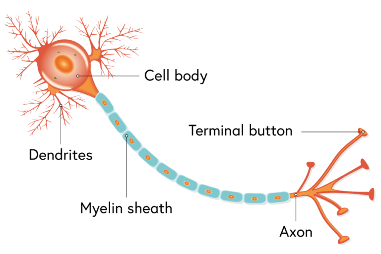 A nerve cell