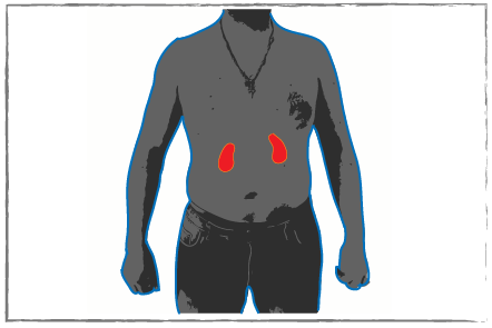 Silhoutted figure of a of human torso with kidneys highlighted in red.