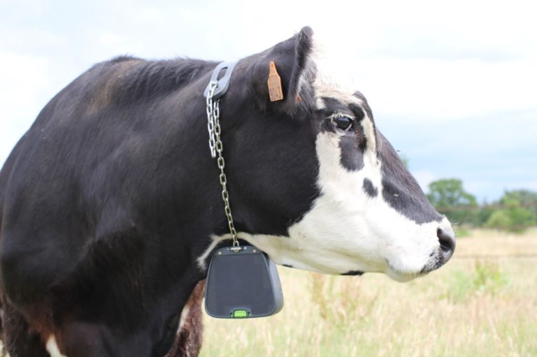 Figure 4 - The virtual fencing collar for cattle (by Nofence) mounted on a Black Baldy cow. The solar panels at the side of the collar are clearly visible