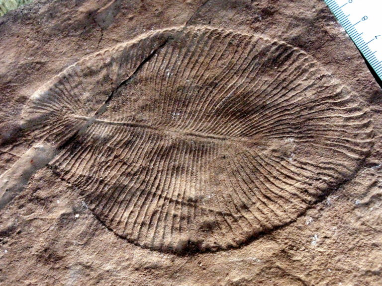 Fossil of an Ediacaran organism, that is almost circular with a quilted appearance