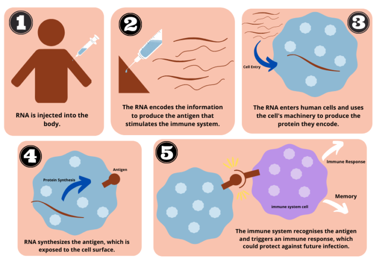 infographic showing how a RNA vaccine works - 1. RNA injected into body, 2. RNA encodes information to produce the antigen that stimulates the immune system, 3. RNA enters human cells and uses cell's machinery to produce the protein they need, 4. RNA synthesises the antigen, which is exposed to the cell surface, 5. The immune system recognises the antigen and triggers an immune response, which could protect against future infection.