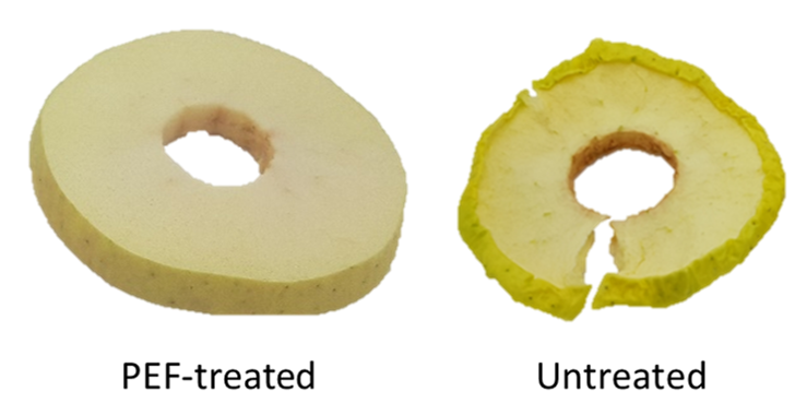 Two rings of dried apple, the PEF treated ring looks freshly cut, the ring of untreated apple looks withered and is browning