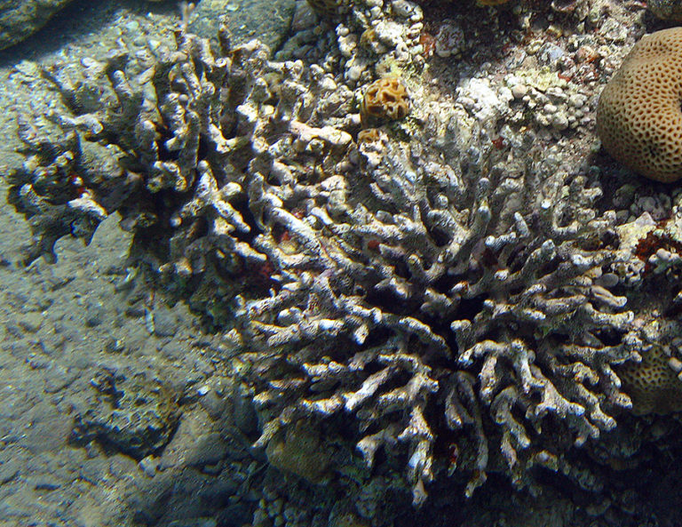 Dead skeletons of the coral *Stylophora pistillata* adopt a greyish colour after the loss of live tissue.