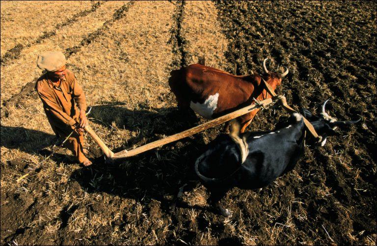 Photograph of Kalash Plow. In Pakistan in 2001, harvests are done with a plow pulled by bulls