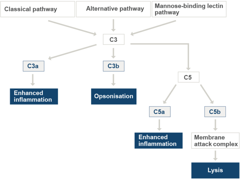 The diagram describes the complement cascades and the symptoms caused by the metabolized components. The alternative pathway can lead to opsonisation and the mannose-binding lectin pathway to lysis.