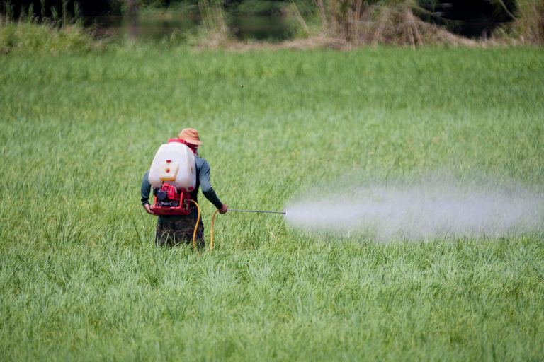 Manual spraying of pesticides in a rice field.
