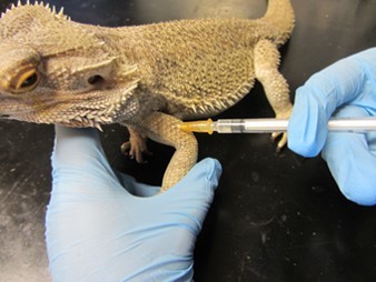 An image of a reptile being injected with an antibiotic.