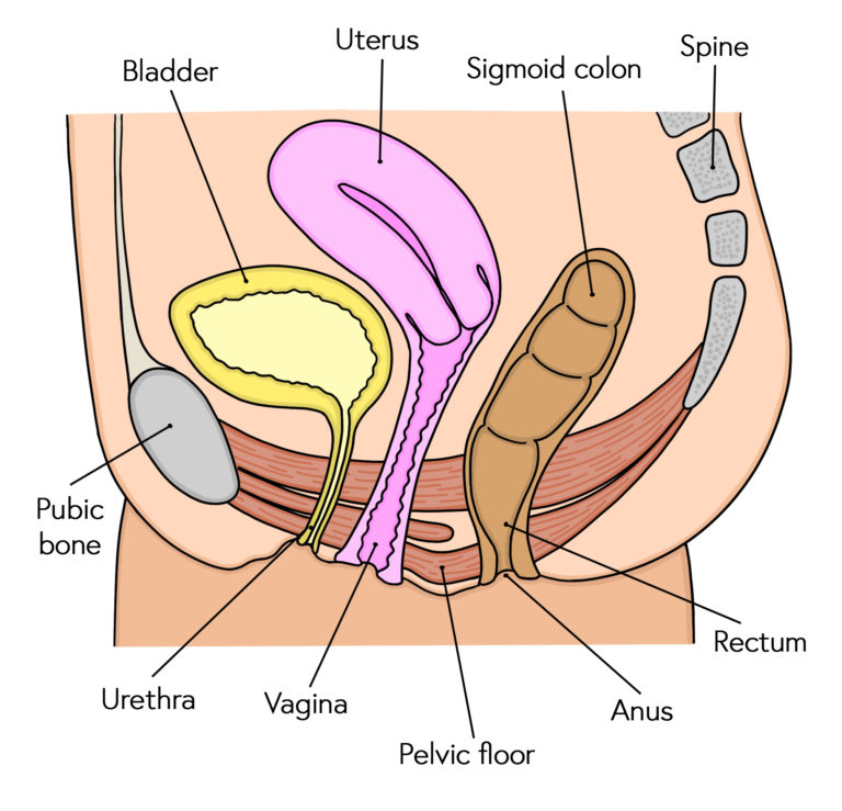 Diagram of pelvic organs