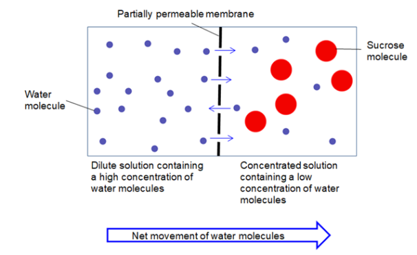 How Osmosis Affects Animal Cells And Plant Cells Hanson Peammeak