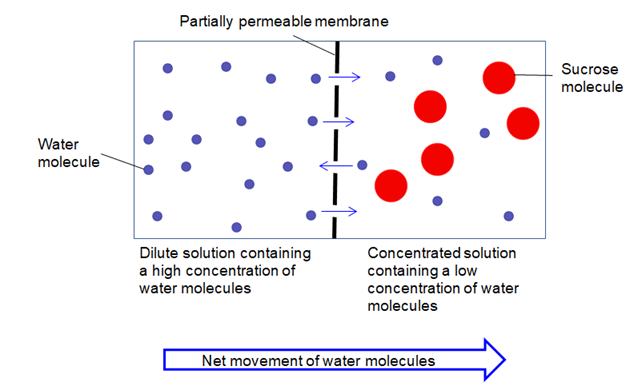 dilute solution diagram