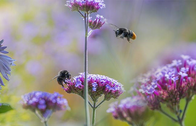 Image shows wildflowers surrounded by bees.