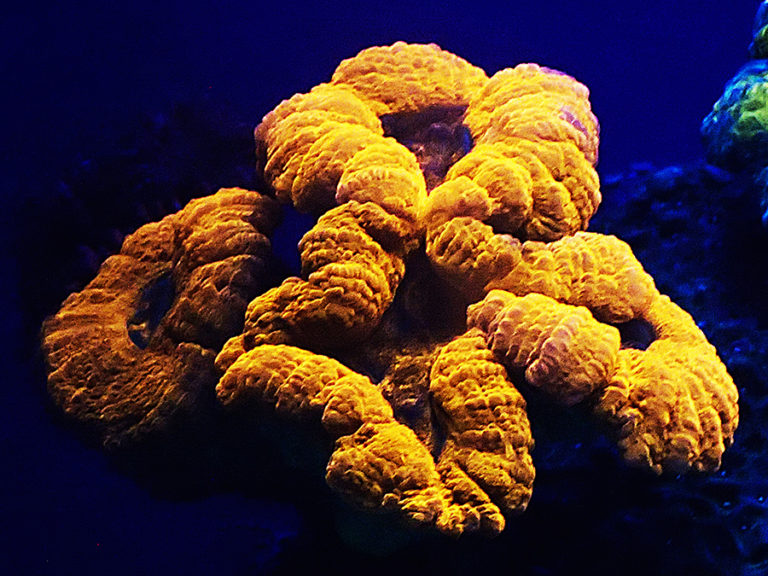 A brain coral *Lobophyllia hemprichii* showing orange fluorescence when it is illuminated with blue light.