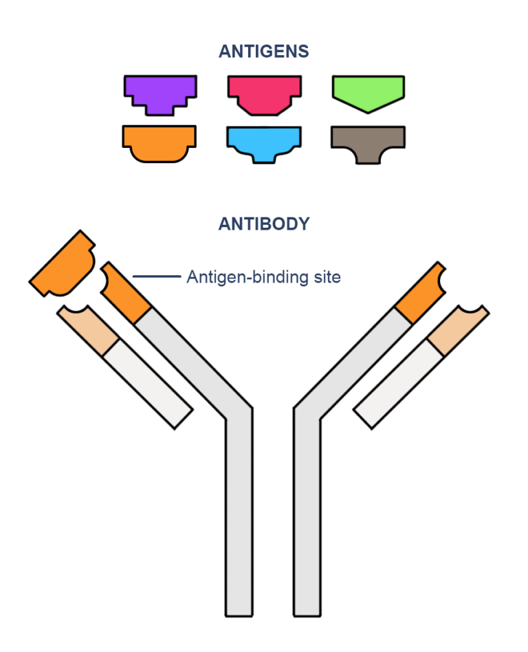 Figure depicting an antibody and six different antigens. Each antibody produced in response to a particular antigen shows a specific binding site for this antigen.