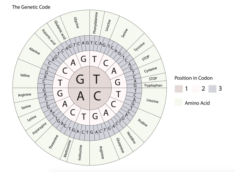 Diagram of the genetic code