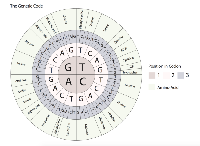 what-best-describes-a-genetic-code