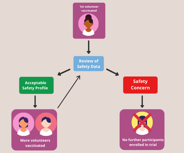 Infographic showing how a Phase 1 study works. The first volunteer is vaccinated. If the review is an acceptable safety profile, then more volunteers can be vaccinated and the results reviewed. If the review gives a safety concern, no further participants are enrolled.