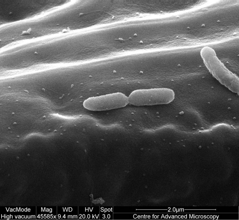 SEM image of rod-shaped Pseudomonas syringae