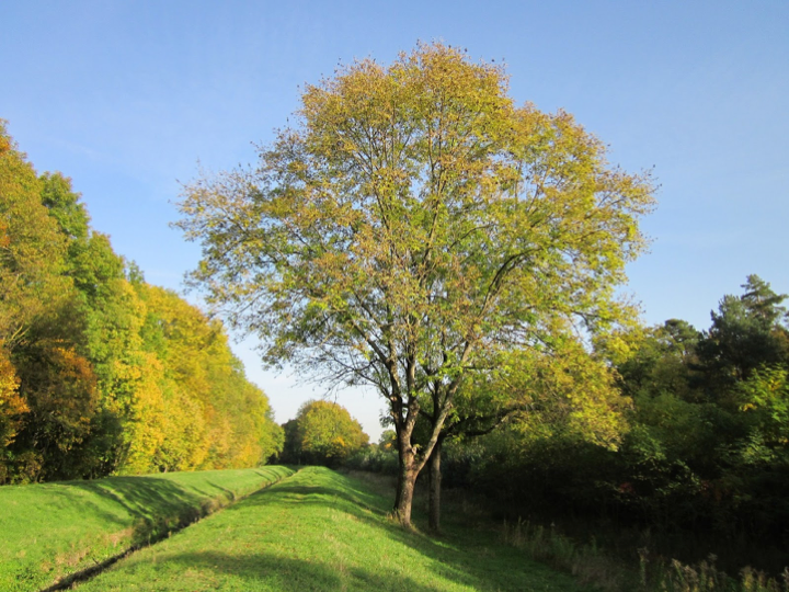 Photo of an ash tree in a field
