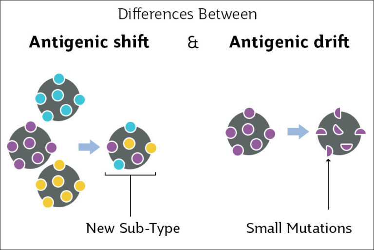 Antigenic drift and antigenic shift