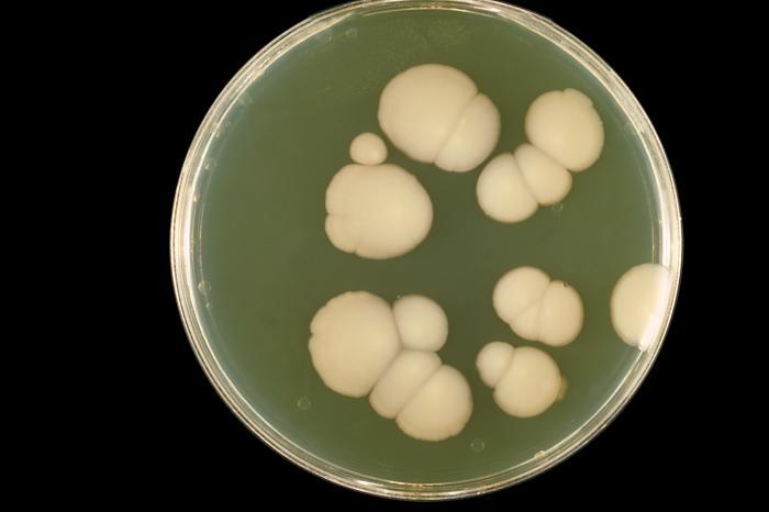 Photograph of Candida albicans on a petri dish culture plate