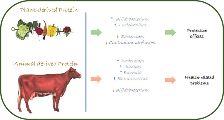 The different response of gut microbiota to the proteins that have an animal or vegetal origin.