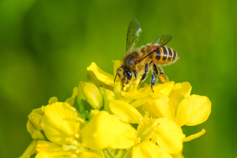 A honeybee pollinating a yellow flower