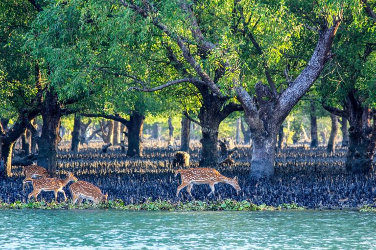 Deer along Sundarban river