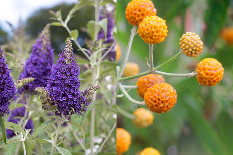 Buddleja davidii and Buddleja globosa