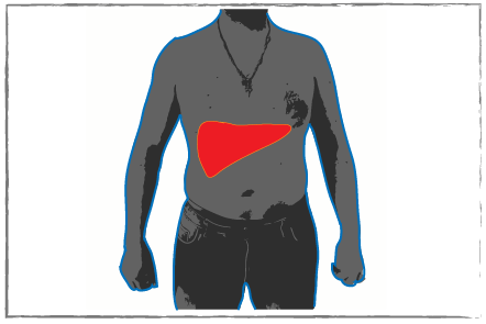 Silhoutted figure of a human chest with liver highlighted in red.